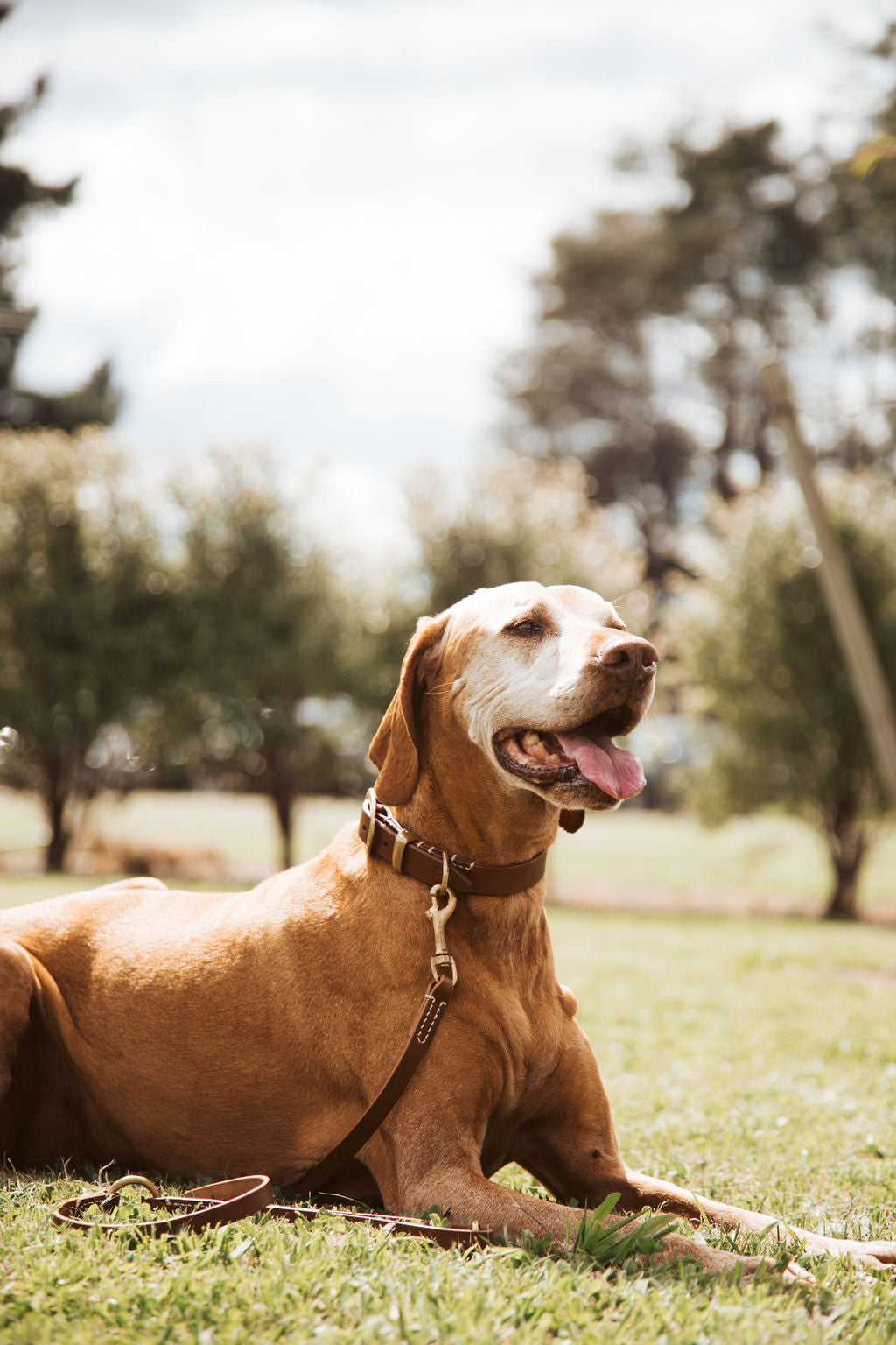 Easy ways to become an eco-friendly dog owner right now