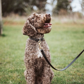 Tash Lead Handmade Leather Dog Leash Caniche Collars