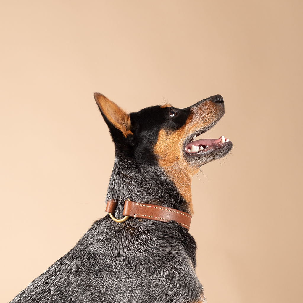 Ralph Dog Collar | Best Dog Collar | Caniche Collars