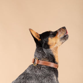 Leather Dog Collars | Leather Ralph Collar | Caniche Collars