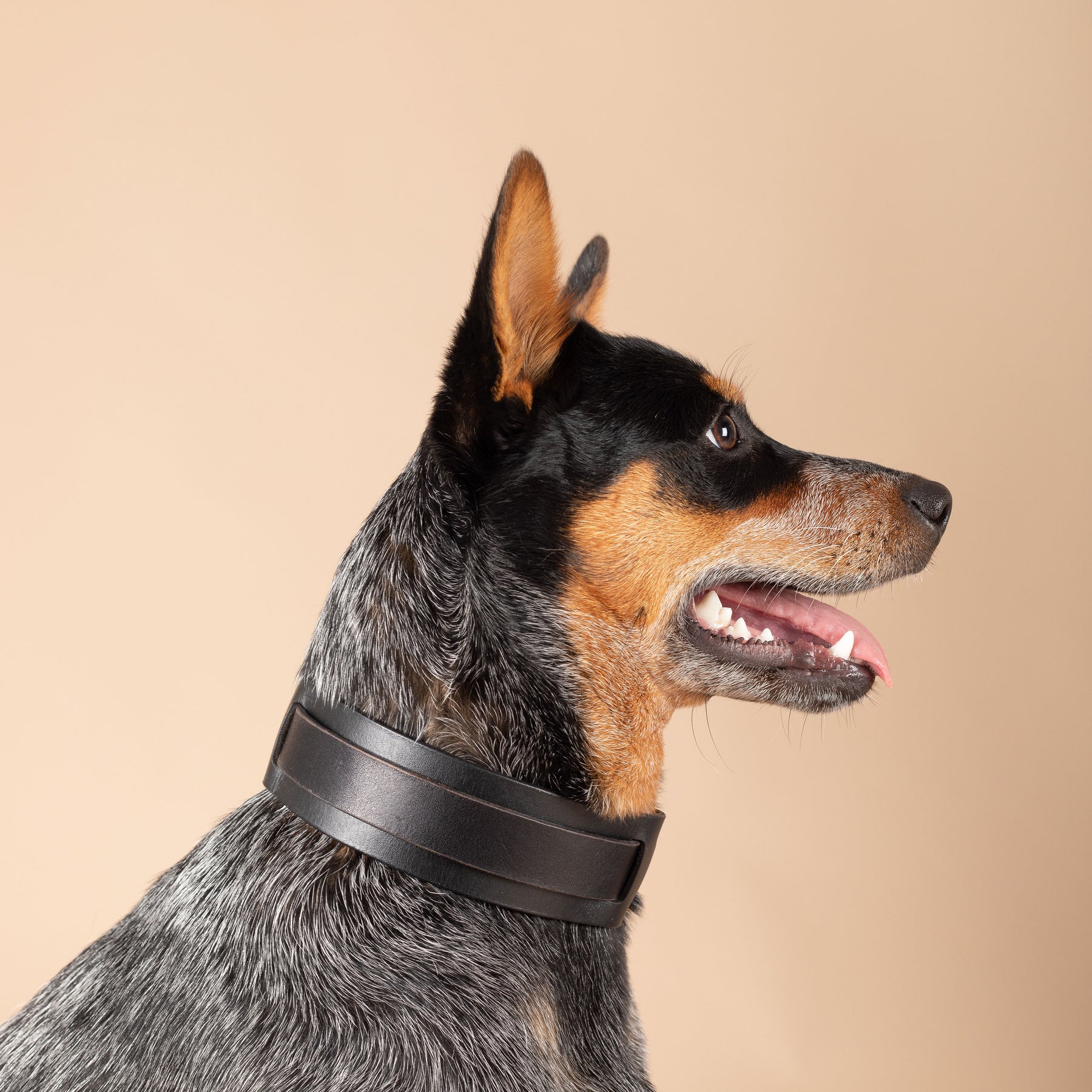 Luxury Dog Collar | Classic Jax Collar | Caniche Collars