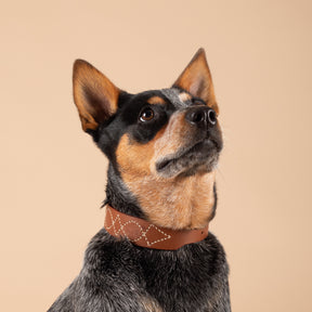 Leather Dog Collars Australia | Rosie Leather Collar | Caniche Collars