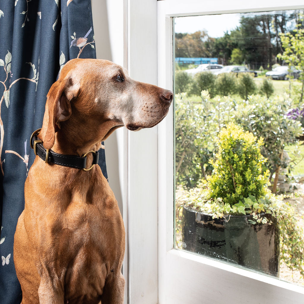 Leather Dog Collars | Leather Ralph Collar | Caniche Collars