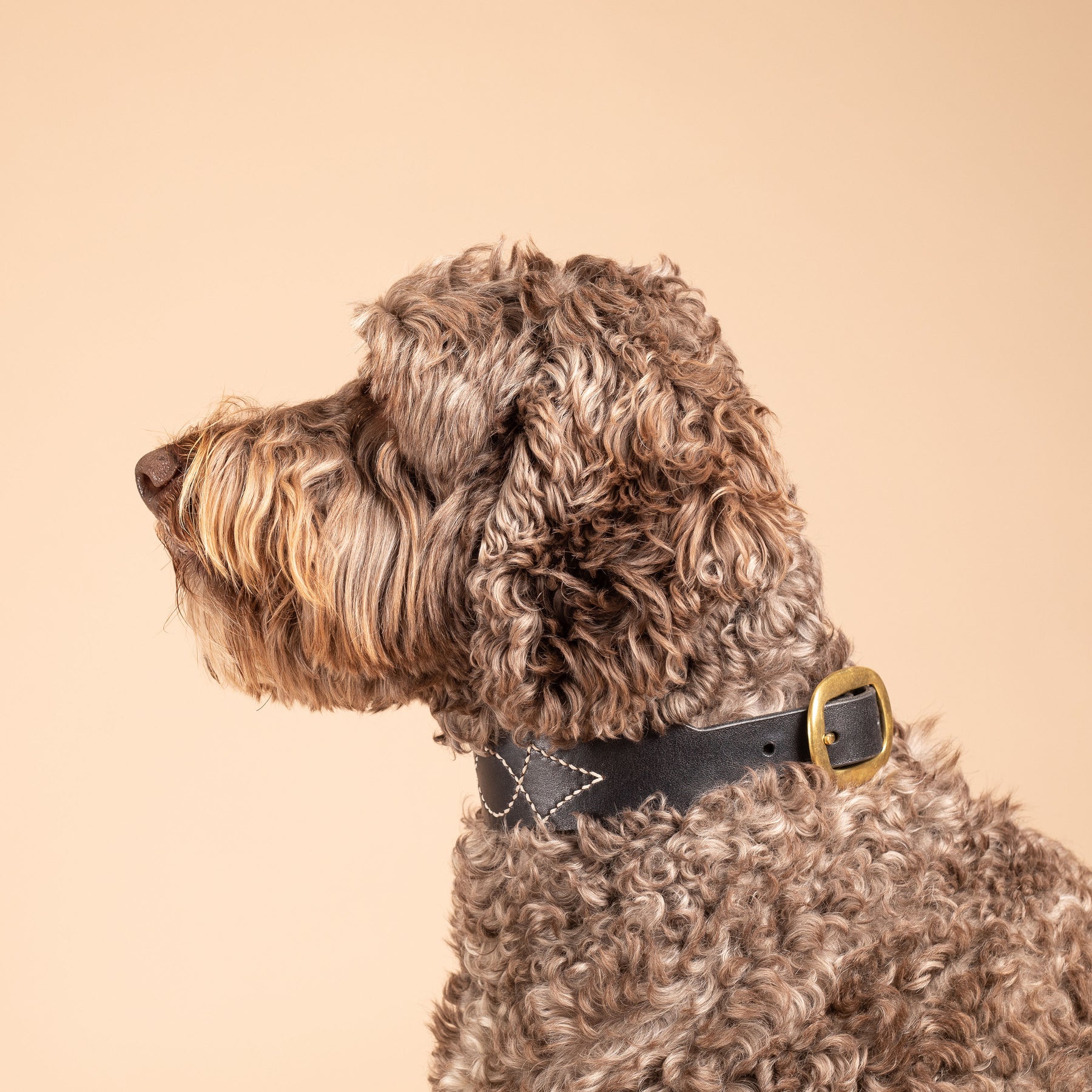 Leather Dog Collars Australia | Rosie Leather Collar | Caniche Collars