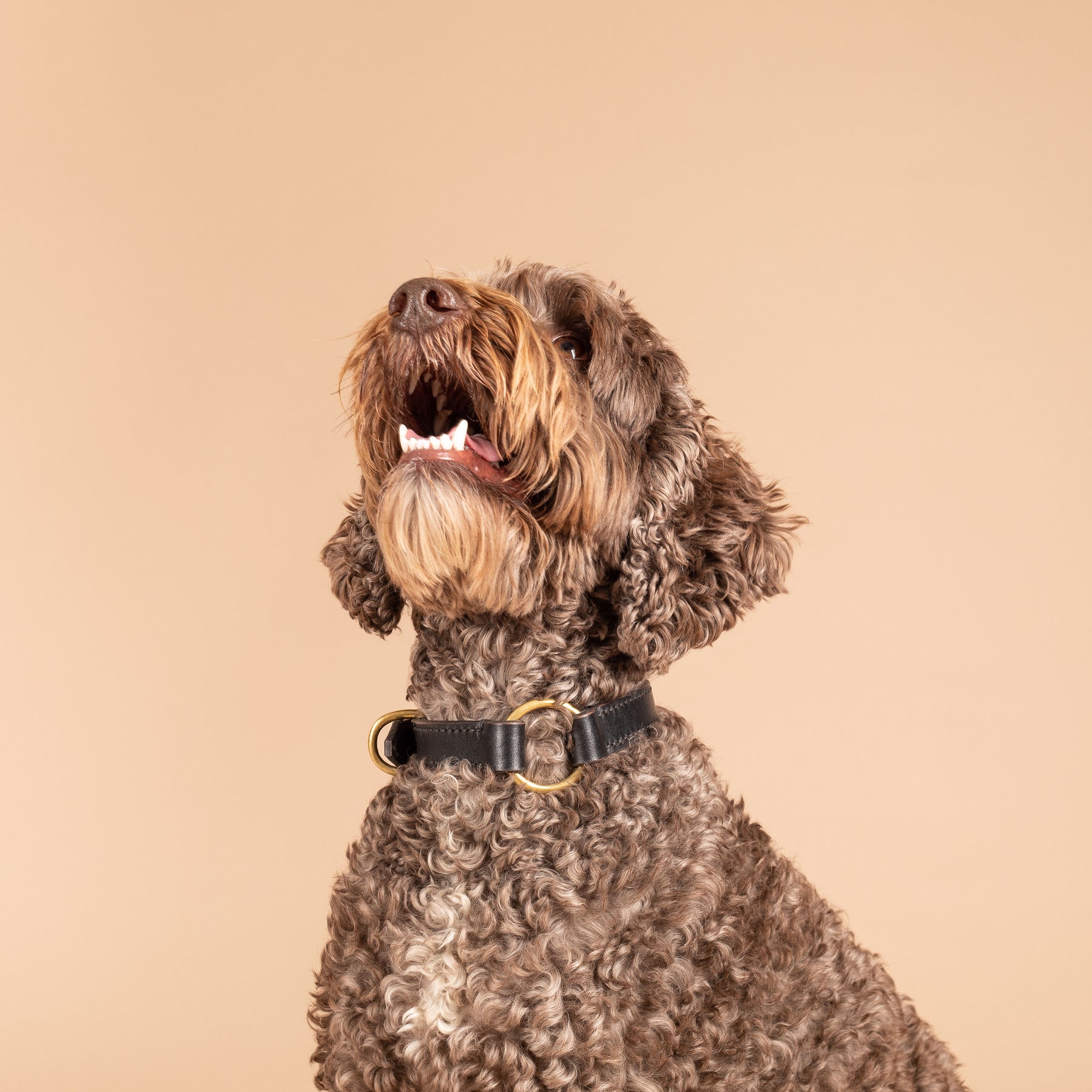 Leather Dog Collars | Leather Ralph Collar | Caniche Collars