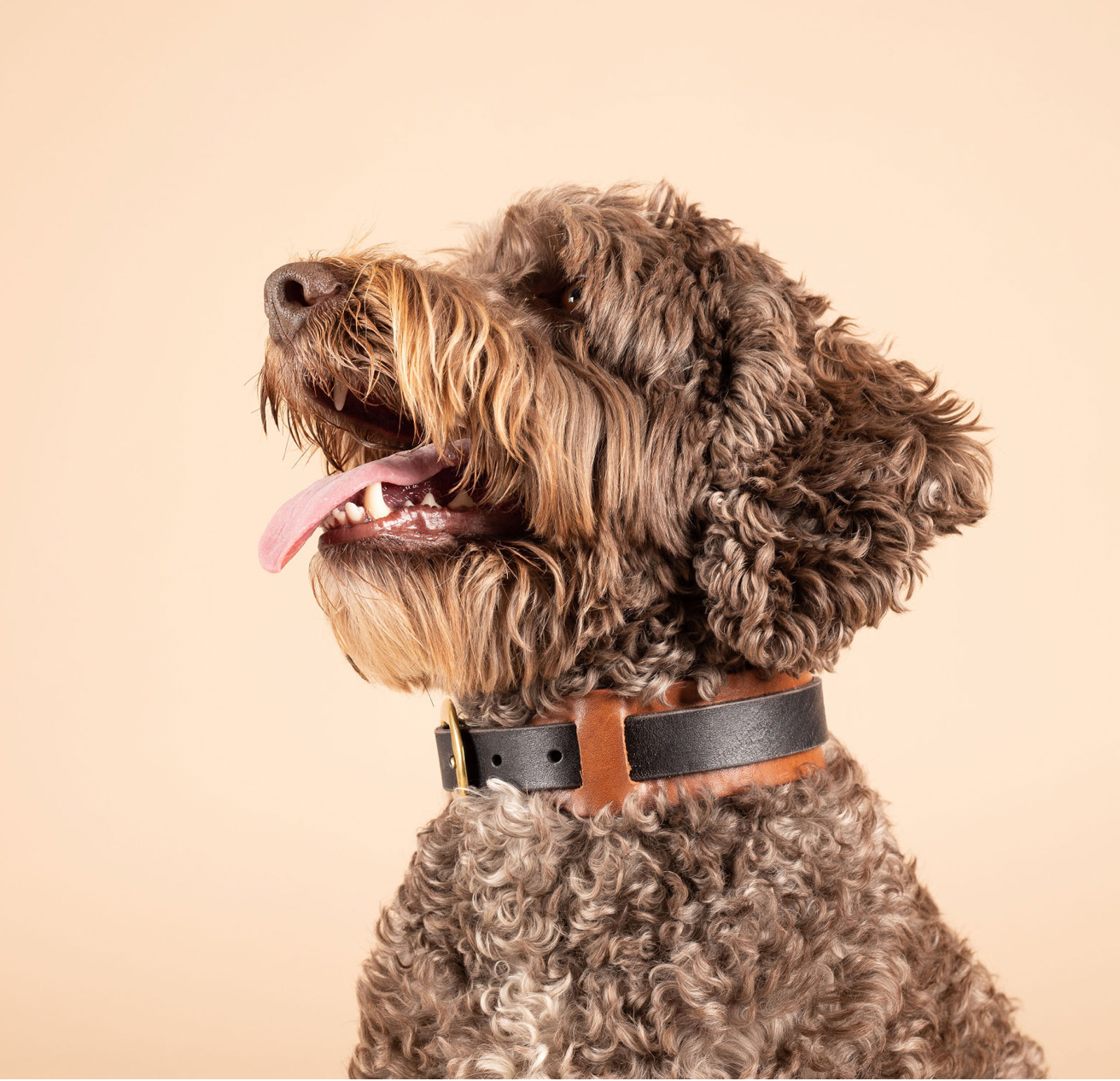 Luxury Dog Collar | Classic Jax Collar | Caniche Collars