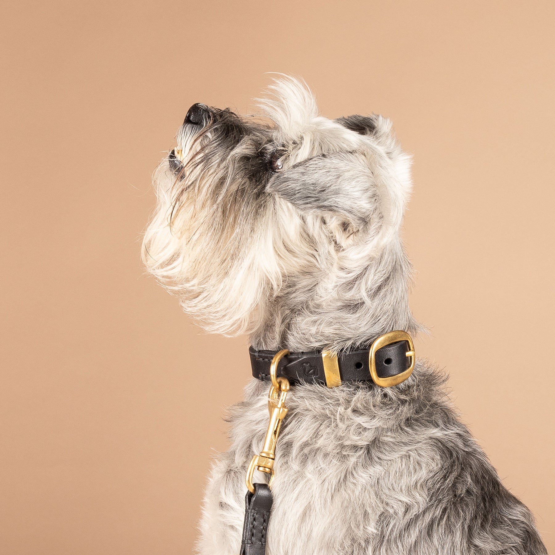 Leather Dog Collars New Zealand | Jax Dog Collars | Caniche Collars