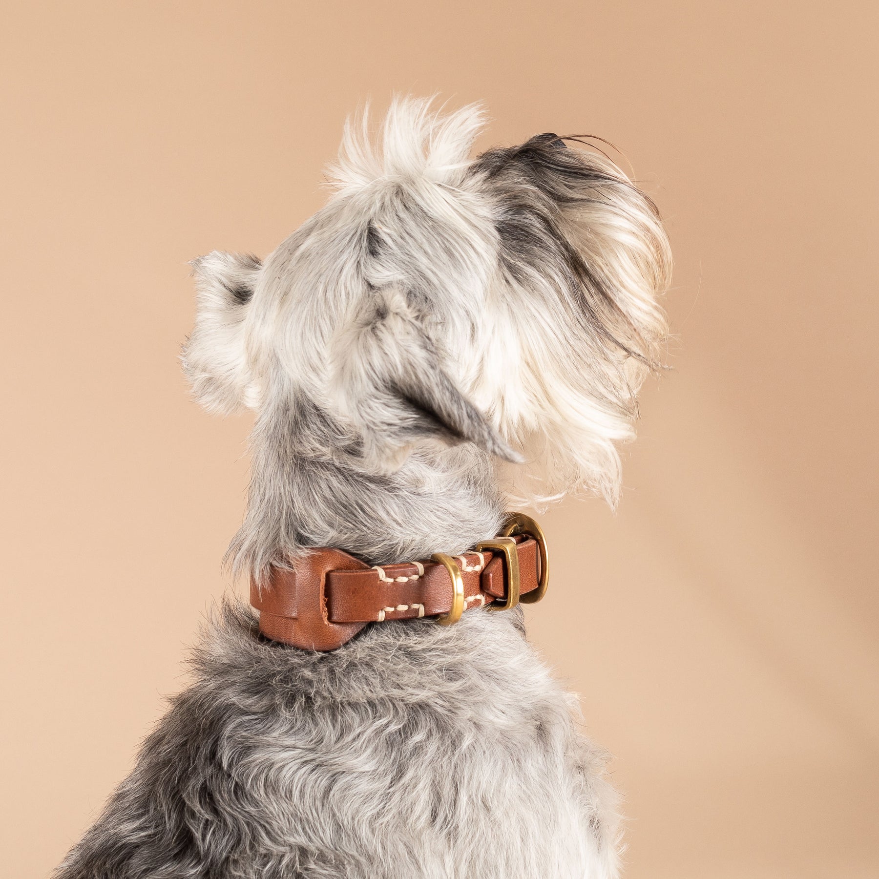 Luxury Dog Collar | Classic Jax Collar | Caniche Collars