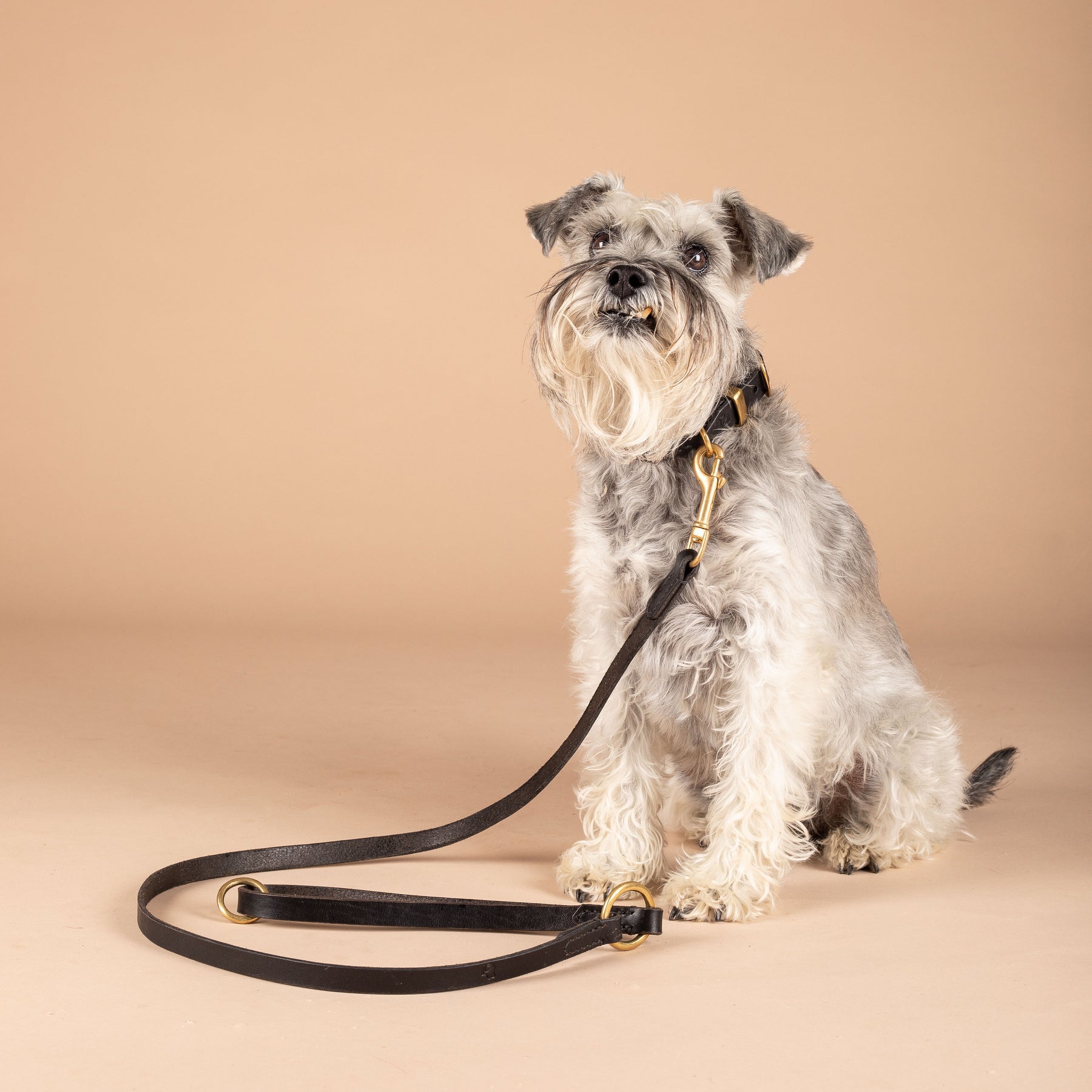 Leather Dog Lead | Handmade Dog Leash | Caniche Collars